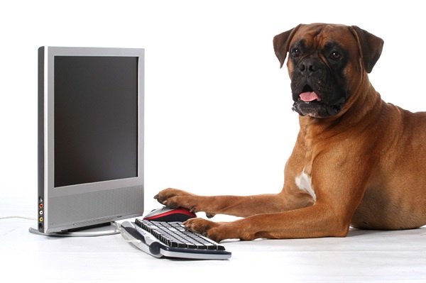 dog
